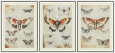 Jossletts Wall Art (Set of 3) - Faith Furniture (Manhattan, KS)